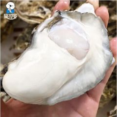 贝司令【活鲜】鲜活乳山生蚝