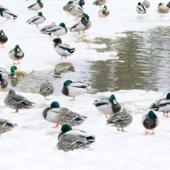 新疆雪鸭 起订数量27吨