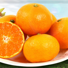 夷陵红.宜昌蜜桔5斤精品装